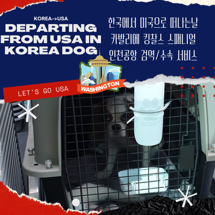  동물 고양이 강아지검역 카발리에 킹 찰스 스패니얼 미국출국 워싱턴 강아지 반려견입국 인천 공항  수속 반려동물국제운송
