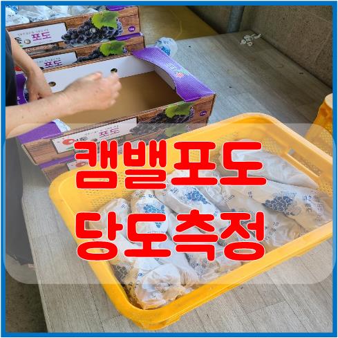  영동 캠밸포도 당도측정 얼마나 나올까?