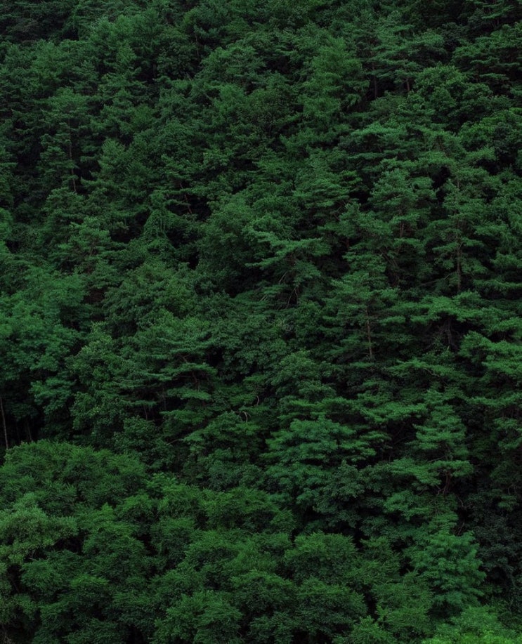  _비밀의 화원