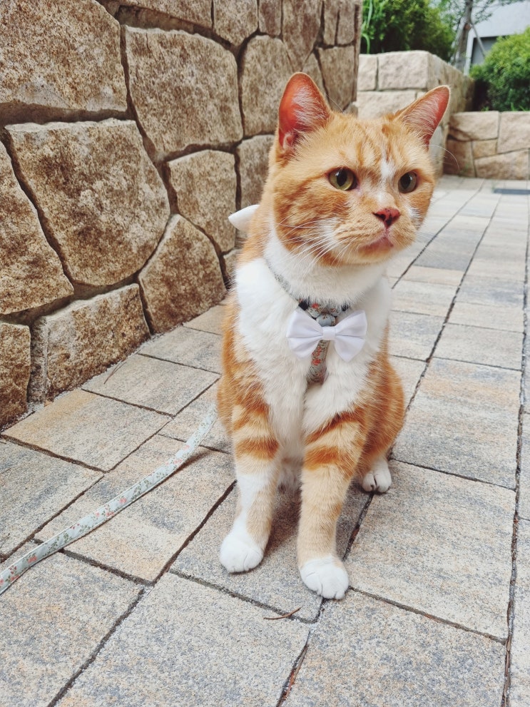  고양이 산책줄 적응시키는 법과 별뿅뿅 천사 하네스
