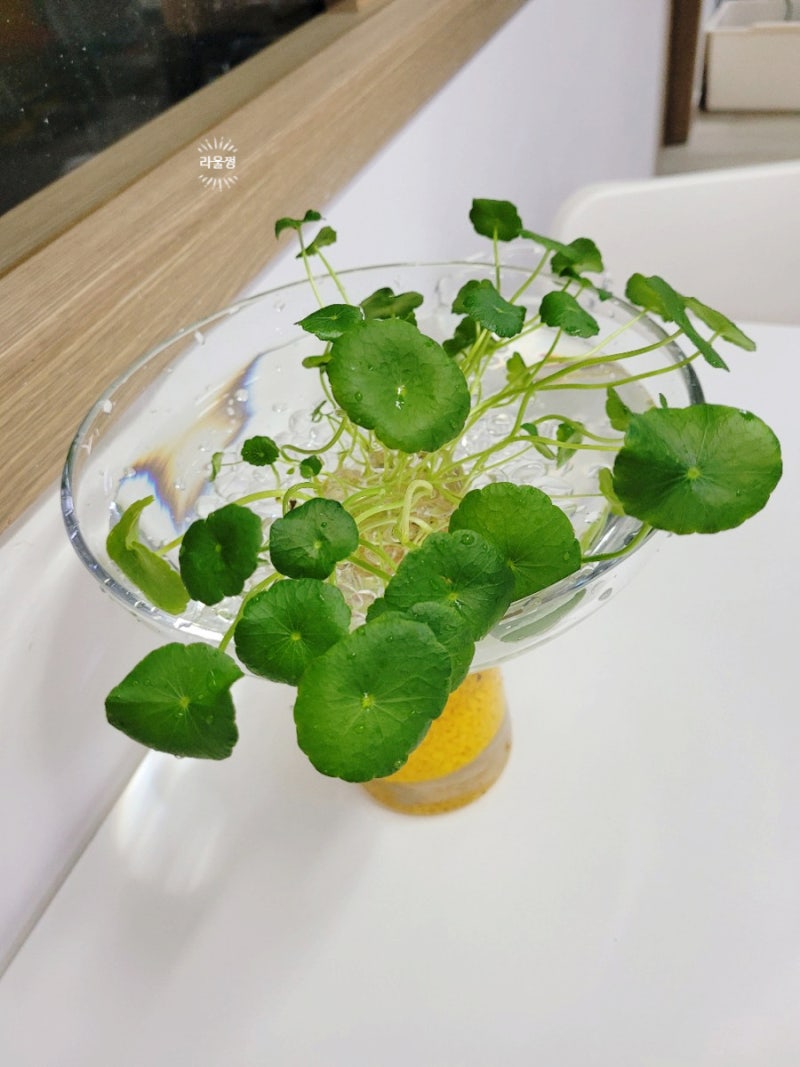 워터코인 수경재배하기 : 네이버 블로그