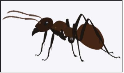 개미에 물렸을 때 증상 및 치료법
