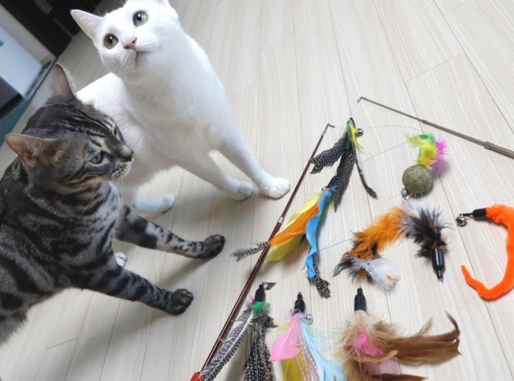 고양이 사냥놀이 아이원펫 3단 고양이 낚시대 장난감 -찐 하이텐션 사용후기