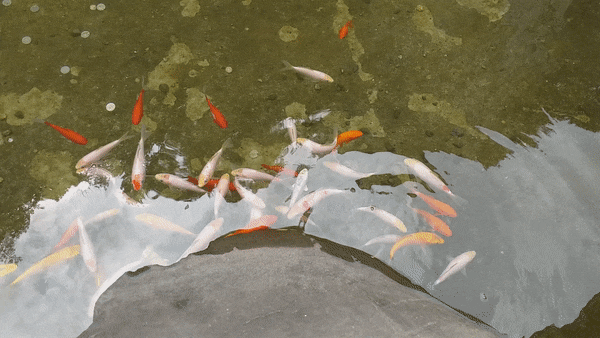 충남 부여의 천년고찰.  미암사(米岩寺) 경내 연못의 잉어와 쌀바위, 그리고 와불