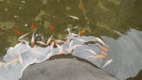  충남 부여의 천년고찰.  미암사(米岩寺) 경내 연못의 잉어와 쌀바위, 그리고 와불