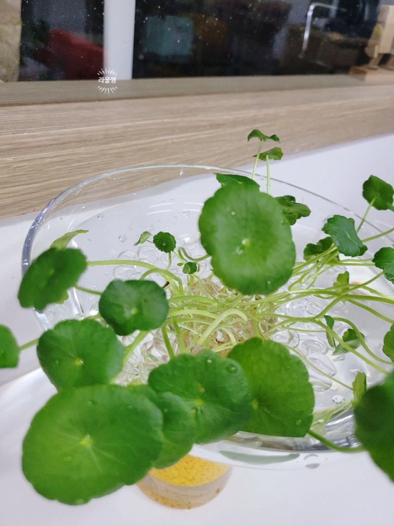 워터코인 수경재배하기 : 네이버 블로그