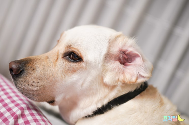 강아지 귀 염증약 하이포닉 강아지귀세정제 대용량으로 만나요