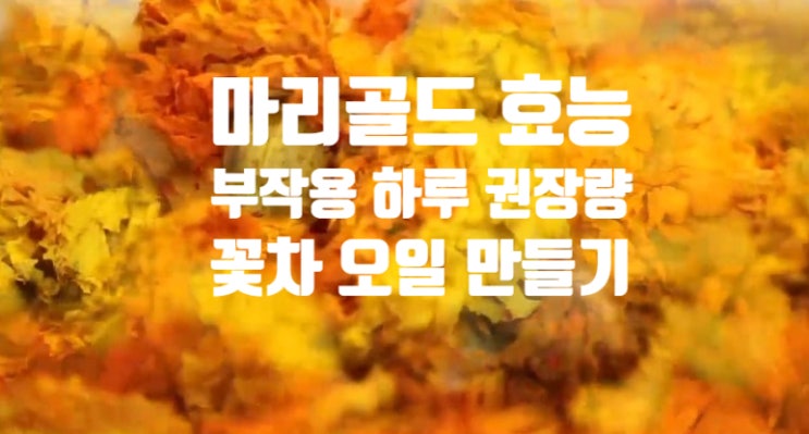 루테인 지아잔틴 마리골드 꽃 효능 (ft. 부작용 하루 섭취 권장량) 꽃차 오일 만들기