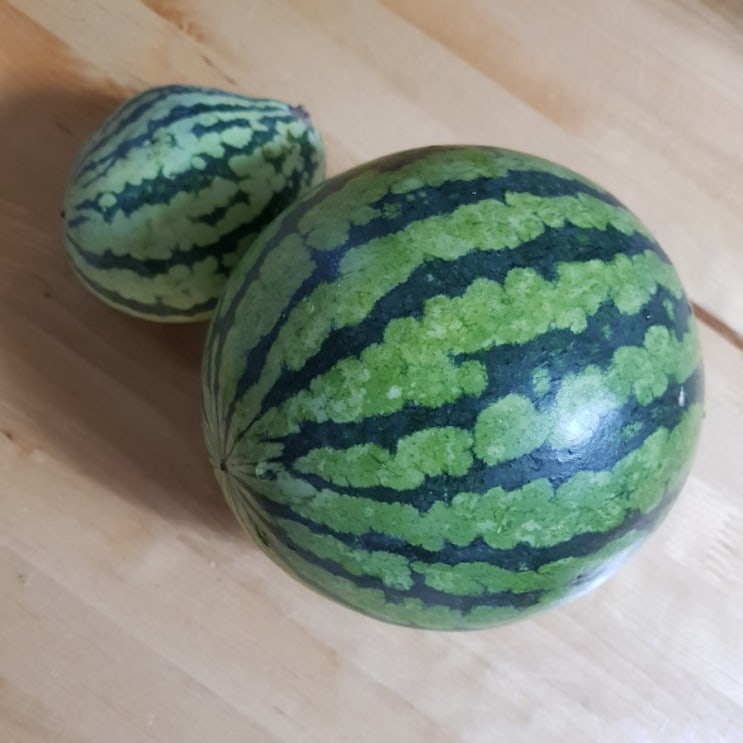  주말농장 수박 수확했어요.(8. 20)
