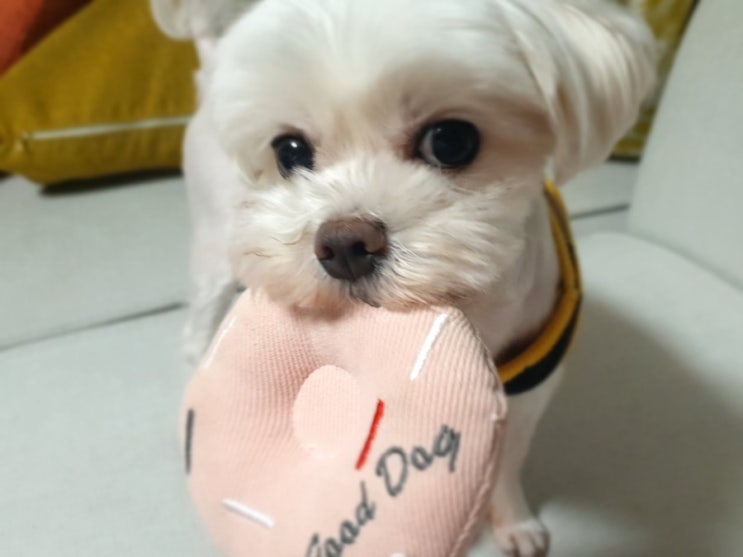  몽이의 일탈