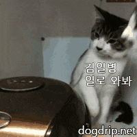  일병 김고냥