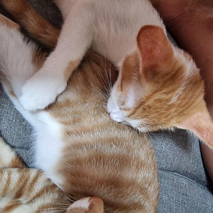 길냥이 새끼고양이 입양해서 잘 키우는 방법