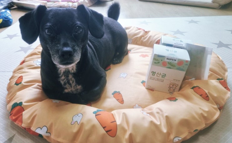 강아지 유산균. 멍산균은 장까지 살아서 튼튼하개. 매일 챙겨 먹여야 하는 강아지영양제 강아지 유산균. 멍산균은 장까지 살아서 튼튼하개. 매일 챙겨 먹여야 하는 강아지영양제