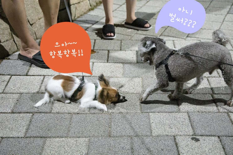  동네 밤산책, 귀여운 빠삐용강아지와 실버푸들이 만나다