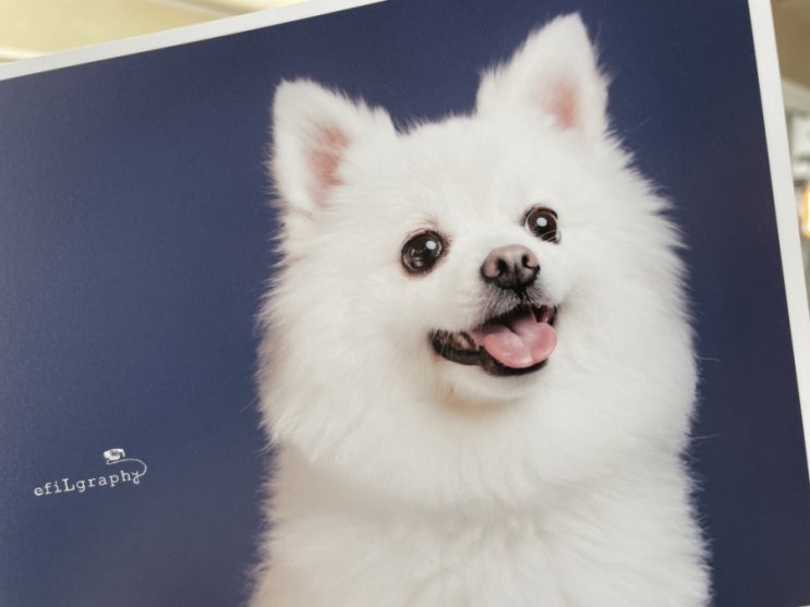광안리 카페 추천 강아지 프로필 사진 촬영과 카페를 한 번에 즐기는 에필그래피