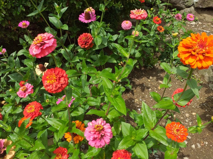  남한산성에 위치한 망월사(望月寺)에 핀 꽃