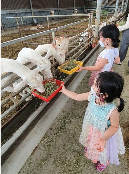  [여행]칠곡 양떼목장 다녀왔어요. 대구 인근 가볼만한곳
