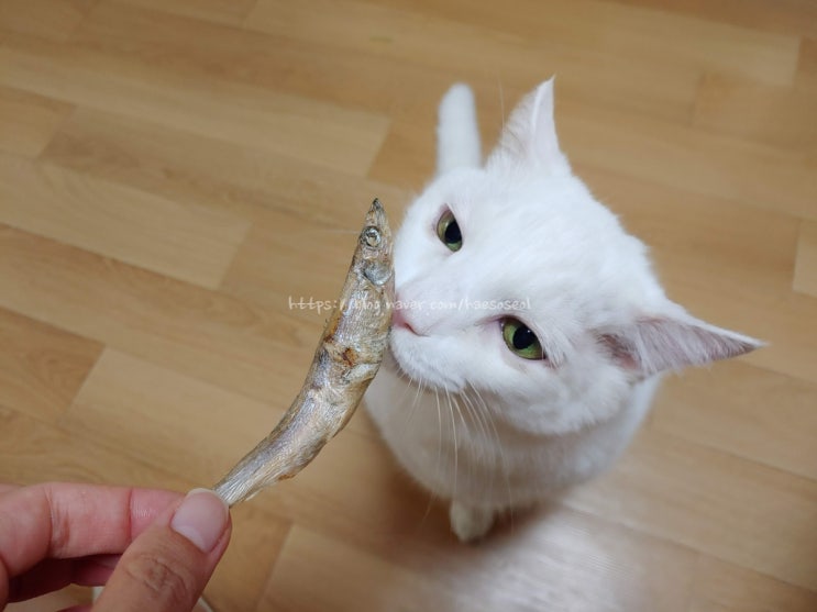  고양이 4남매 일상, 처음으로 열빙어 고양이간식 맛 본 날