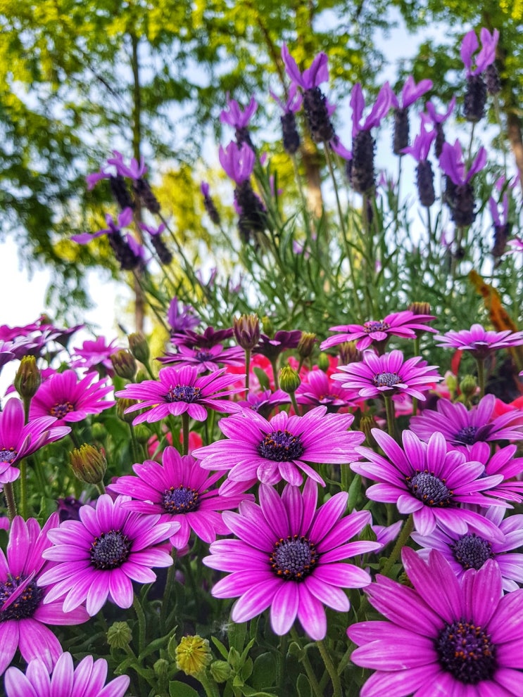  초본식물 알아보기:}