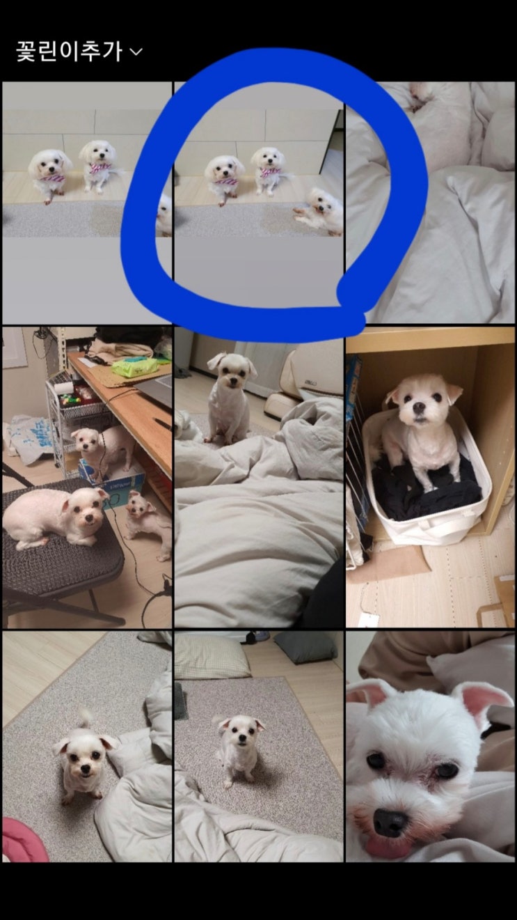  인스타 스토리 하는법, 아이폰 vs 갤럭시