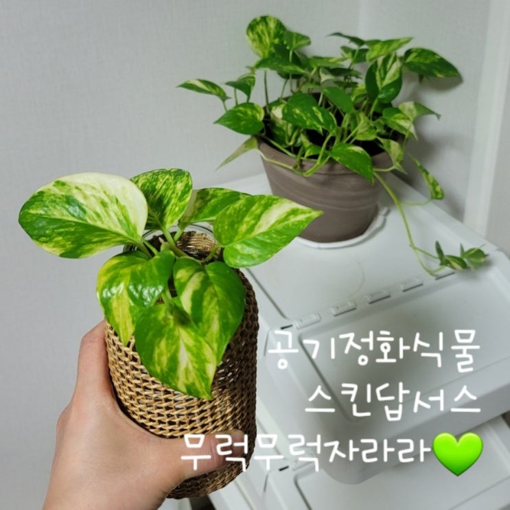  실내 공기정화 식물 스킨답서스 번식 시키기