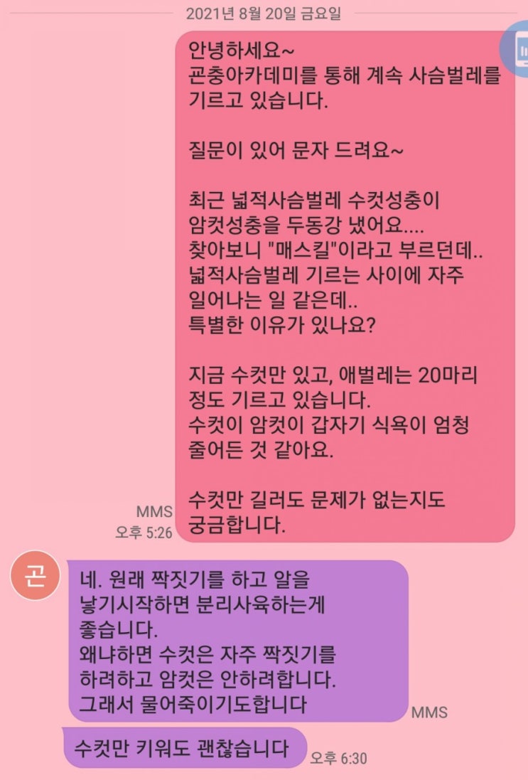  사슴벌레 키우기 9탄_암컷 넓적 사슴벌레가 두 동강이.. 매스킬 당했어요 [4세+3세 연년생 가정보육 특별활동]