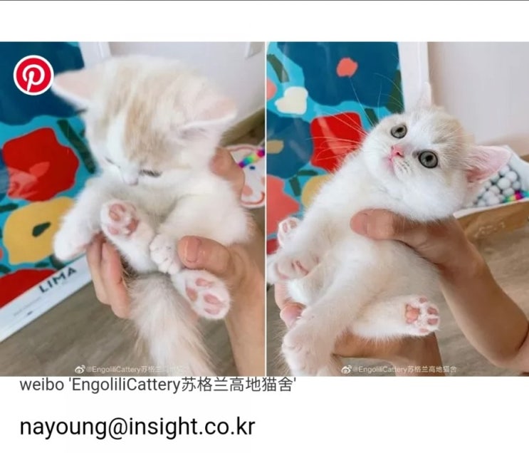  집사가 화장실 깨끗이 치우는지 매의 눈으로 감시?하는 아깽이