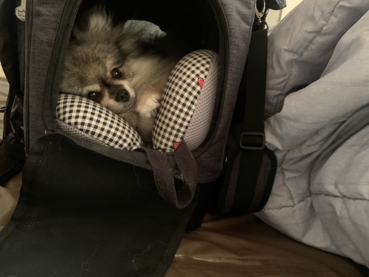  꾸꾸와 함께한 캠핑 여행 2일차