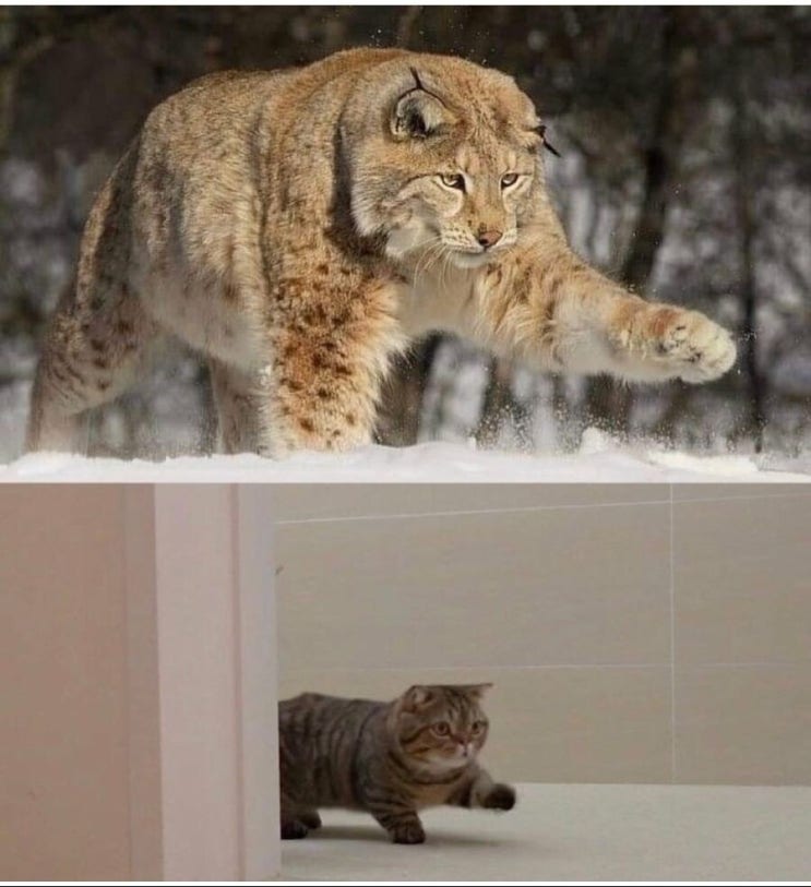  DNA는 못 속이는 걸 증명하는 짤