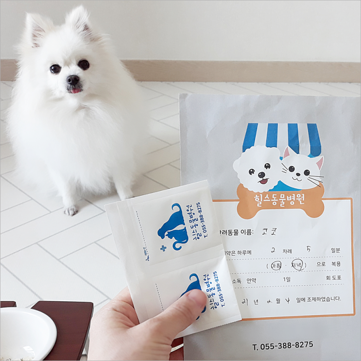  강아지 약먹이는법 가루약 먹이기 알고나니 참쉽네