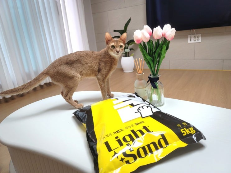  고양이 응고형 모래, 풉라이트샌드(벤토나이트, 화장실모래, 고양이 모래)