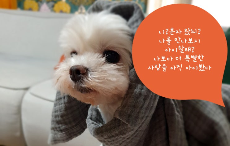  몽이와 함께하는 심리 테스트 3