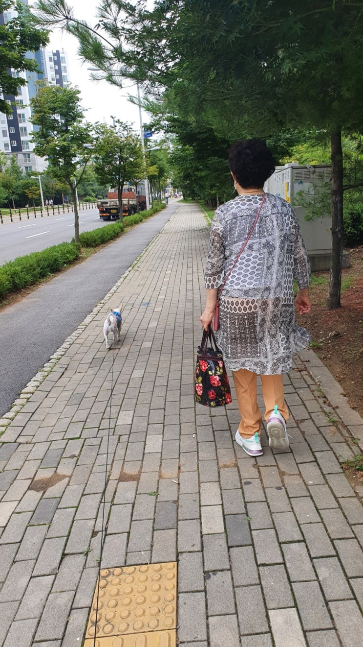  강아지 칫솔질 방법과 이유!