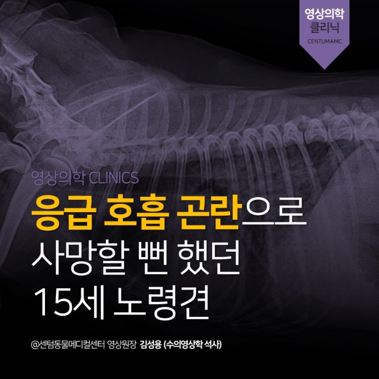  응급 호흡곤란으로 사망할 뻔 했던 우리집 반려견 아이 (부산 센텀동물메디컬센터 강아지 심장병 전문 동물병원)