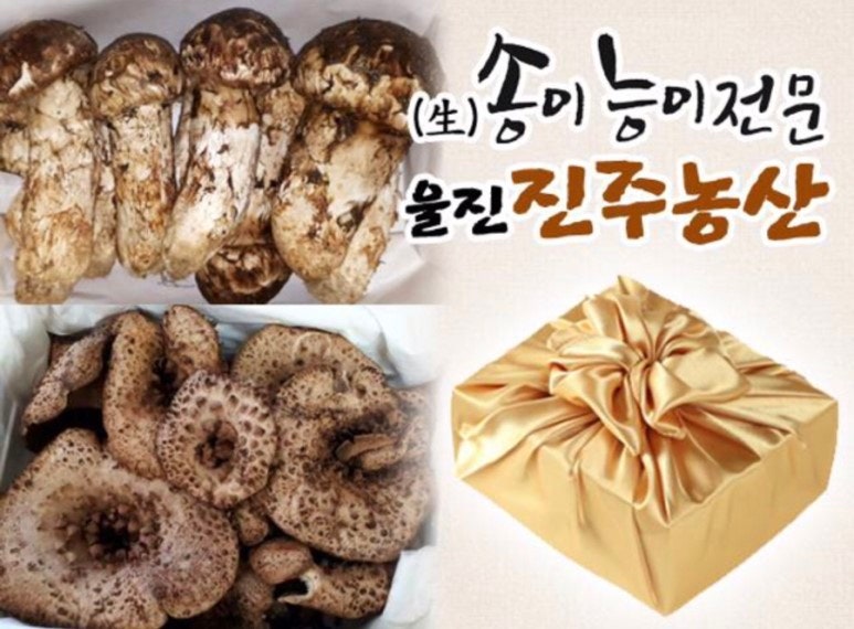 자연산 송이버섯 21년 가격 시세 파는곳 알아보자