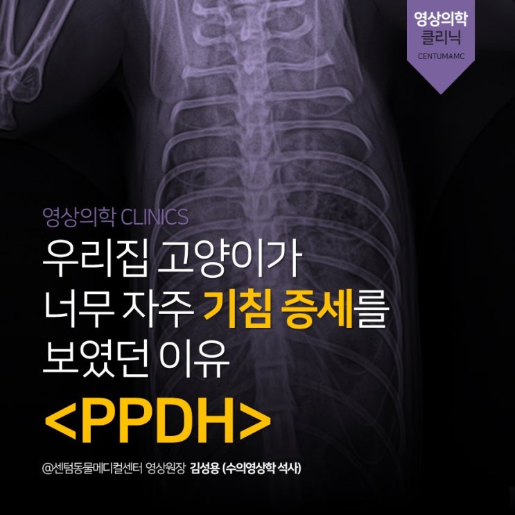  자주 기침하는 6개월 고양이 <PPDH> 복막 심낭 횡격막 허니아, 탈장 (부산 동물병원 영상의학과 센텀동물메디컬센터)