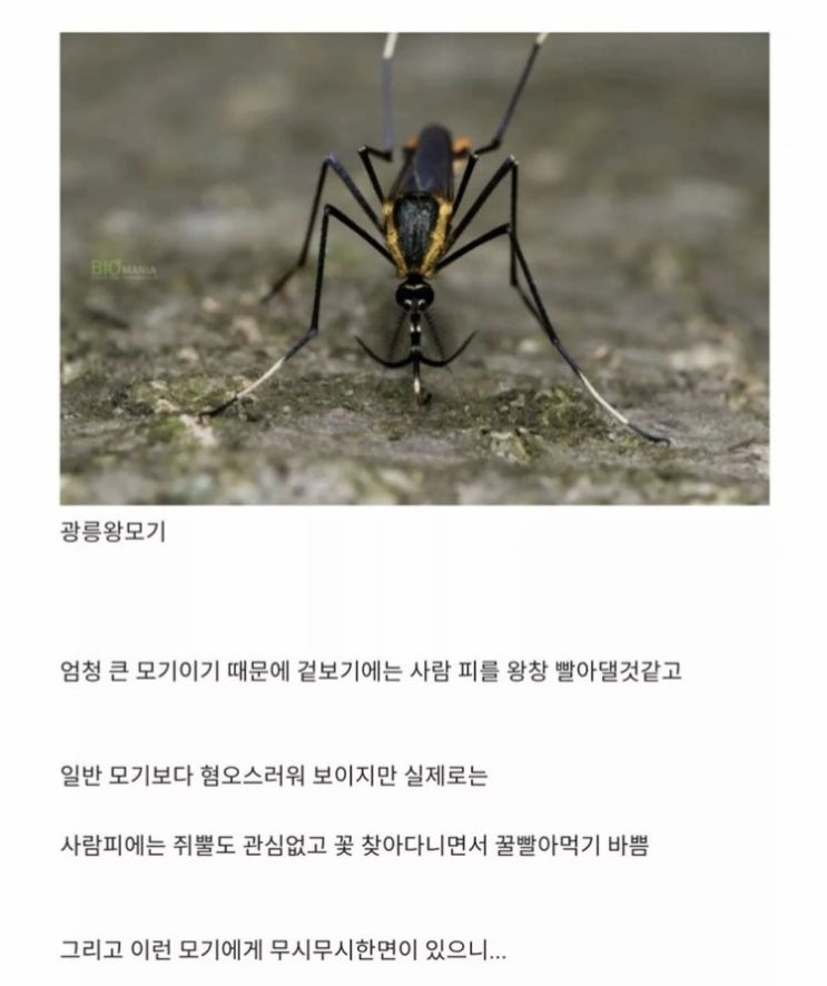  한반도에 서식하는 착한 모기
