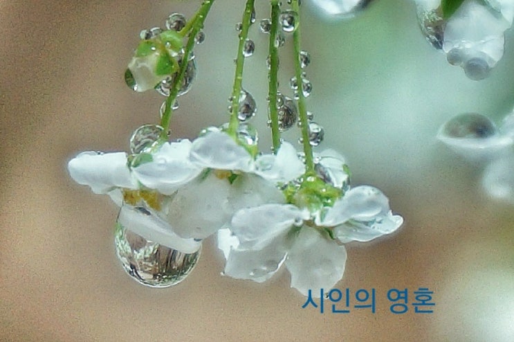  영혼방울