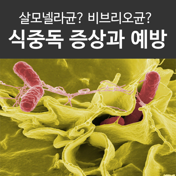  살모넬라균부터 비브리오 패혈증까지, 식중독 증상과 예방법
