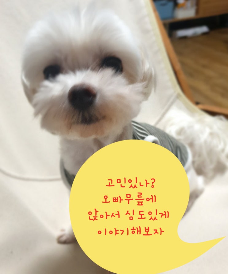  몽이와 함께하는 심리테스트 4