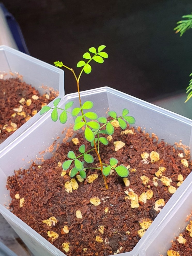 홈가드닝 마오리 소포라 씨앗키우기 100일간의 성장기록 How to Grow Sophora prostrata from seeds