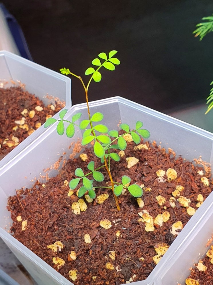  홈가드닝 마오리 소포라 씨앗키우기 100일간의 성장기록 How to Grow Sophora prostrata from seeds