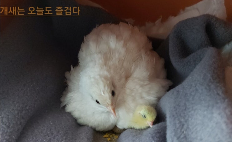  장룡이의 육아1