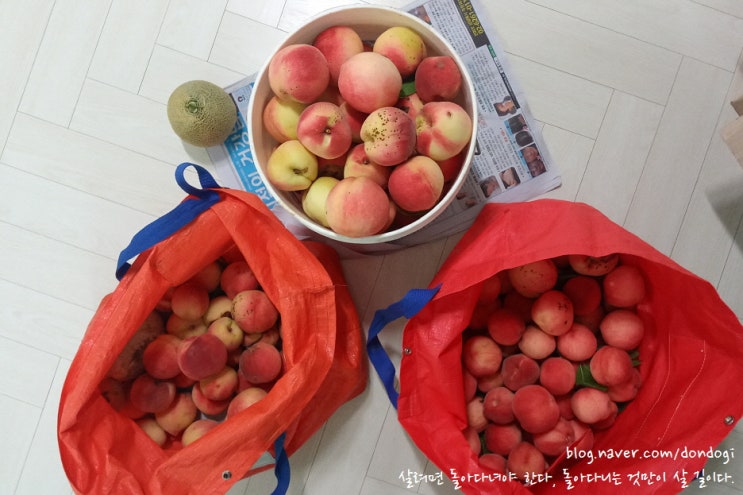  달서구맛집 신기동 물회나라 - 전어의 유혹을 뿌리치고 물회, 회덮밥