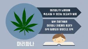  대마초 효능증상 마리화나부작용 약효치료사용법 마약환각제신체영향 의료용대마합법화논란 찬반토론 THC CBD