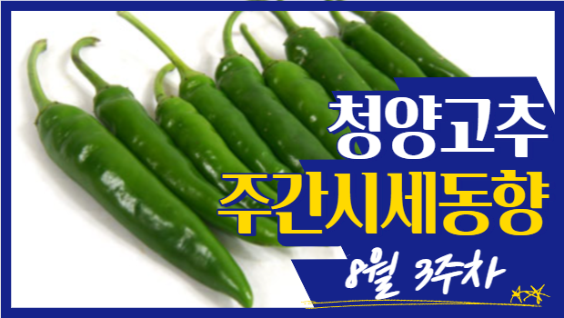  [경매사 주간보고] 시세 반등을 준비하는 "청양고추" (8월 3주차)