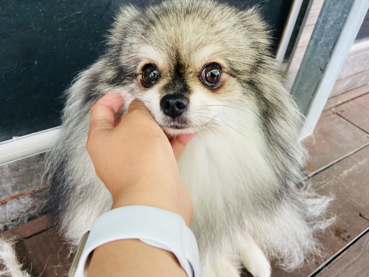  오늘도 꾸꾸의 유치원 일상