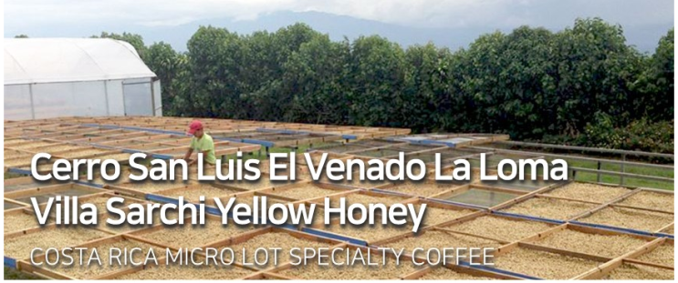  [Specialty]Cerro San Luis El Venado La Loma Villa Sarchi Yellow Honey