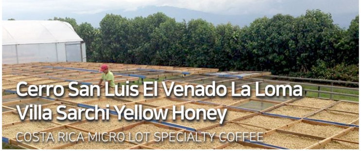 [Specialty]Cerro San Luis El Venado La Loma Villa Sarchi Yellow Honey