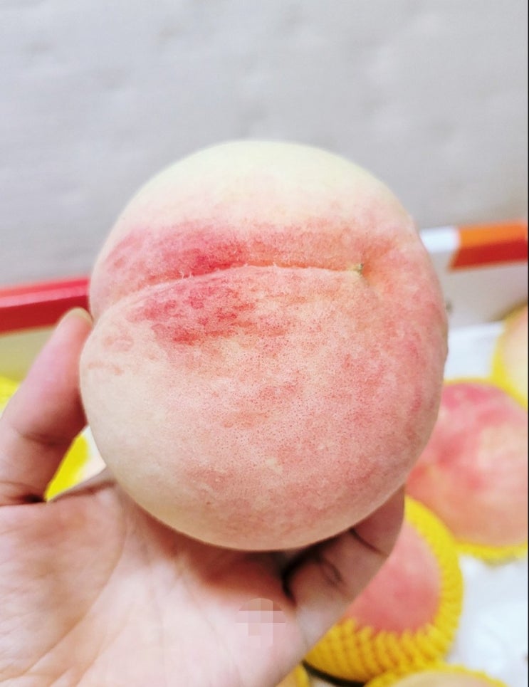  [순박한농부들] 딱딱이 복숭아 아삭한 달콤과즙의 찐~맛!